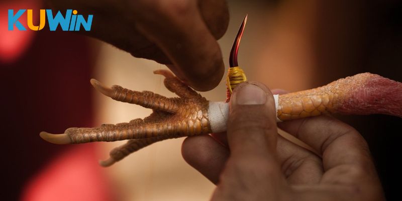 Vì sao nên lựa chọn chơi đá gà cựa sắt tại Kuwin?