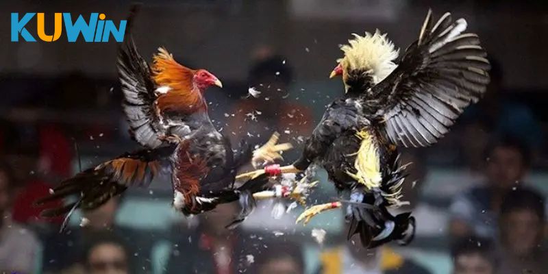 Luật chơi đá gà Thomo Kuwin có gì khác?