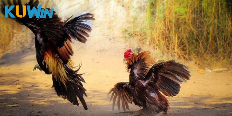 Các hình thức chọi gà Thomo được yêu thích